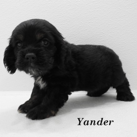 puppy, for, sale, Cocker Spaniel, Joe & Cherri  Overlease, dog, breeder, Miller, MO, dog-breeder, puppy-for-sale, forsale, nearby, find, puppyfind, locator, puppylocator, aca